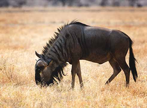 The Serengeti Migration