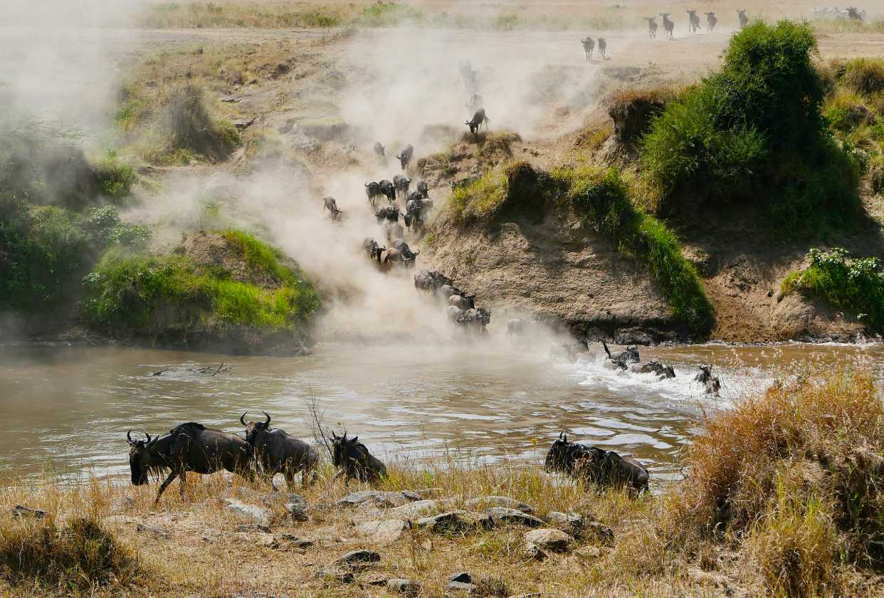 Wildebeest Migration Image